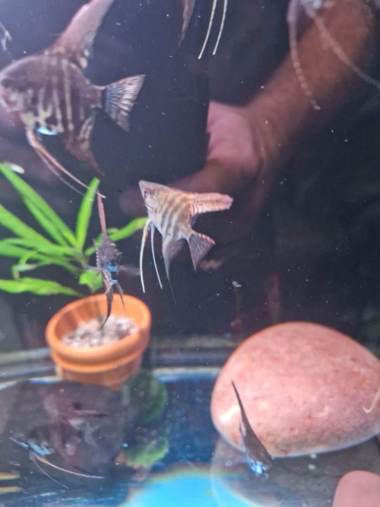Selling adult and baby angel fish