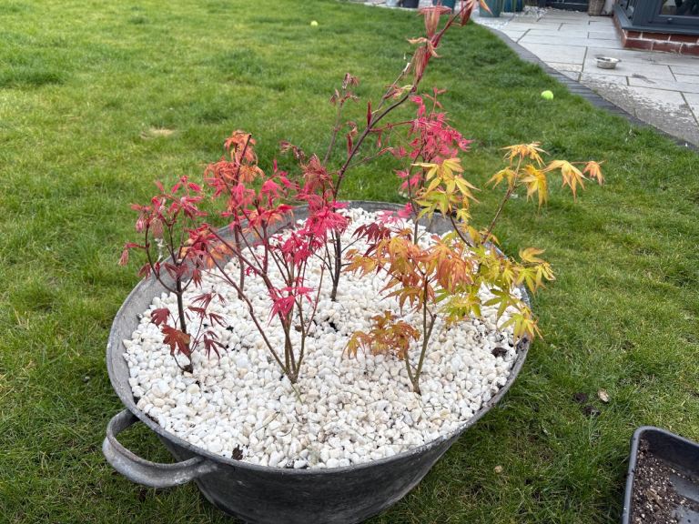 Acers and Japanese maples 