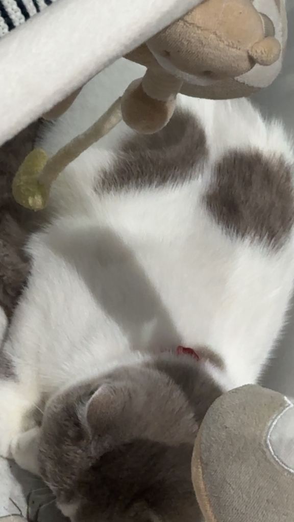 Beautiful bi colour lilac white kitten 