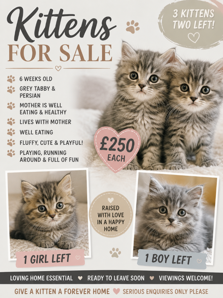 ### 🐾 Adorable Fluffy Kittens – £250 Each 🐾