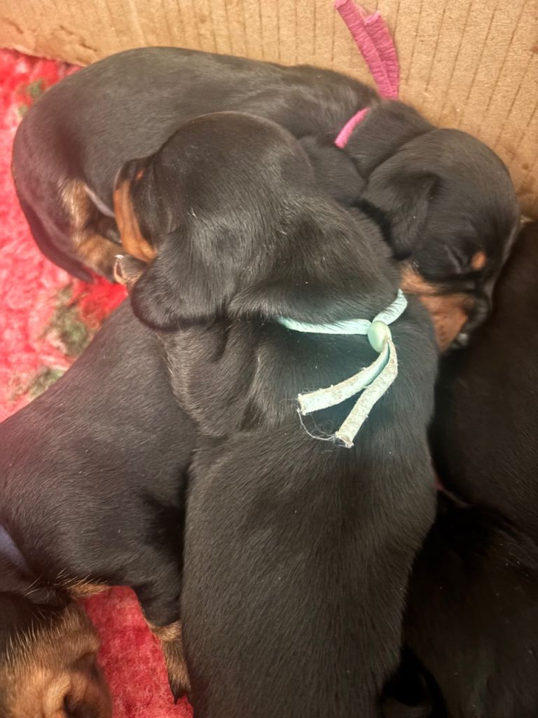 2 girls left Miniature dachshund puppies 