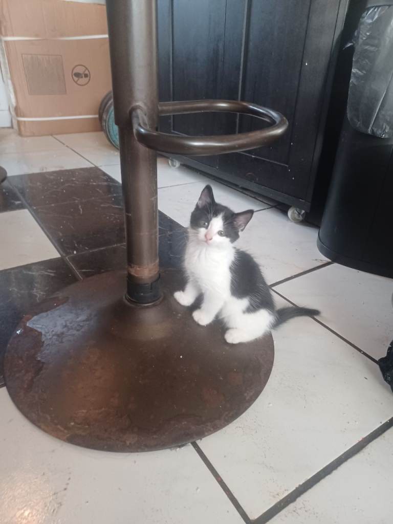 kittens x1