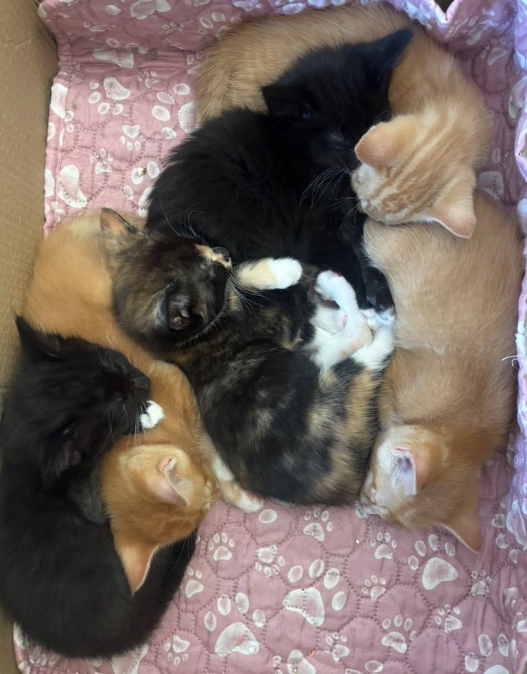 Kittens ready for homes 