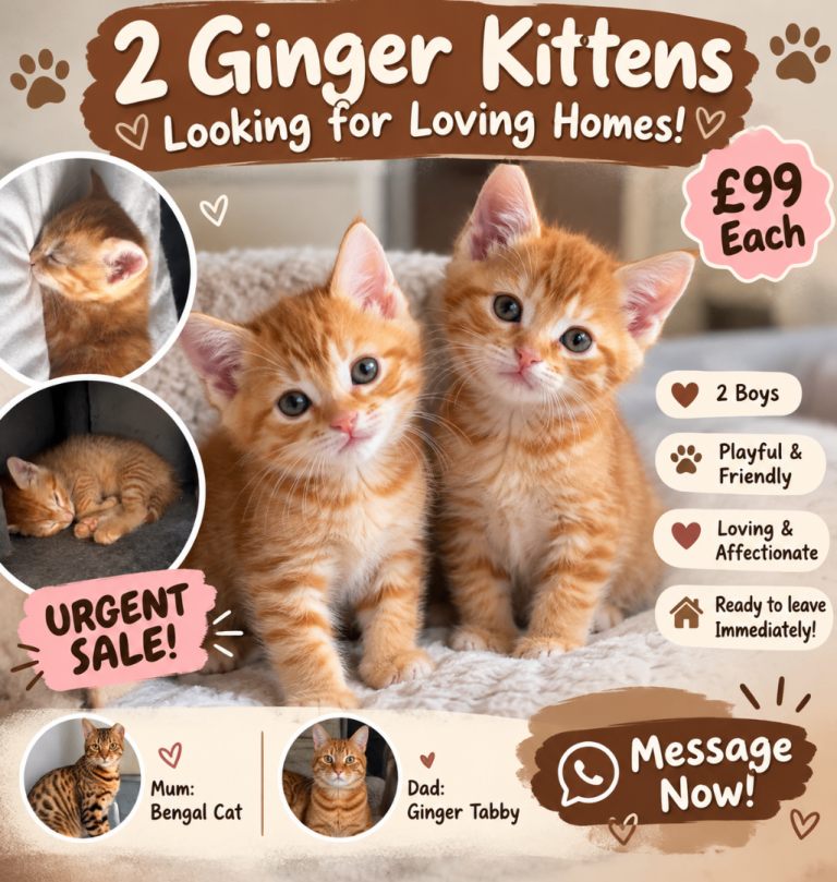  2 Adorable Ginger Male Kittens – ONE SOLD 