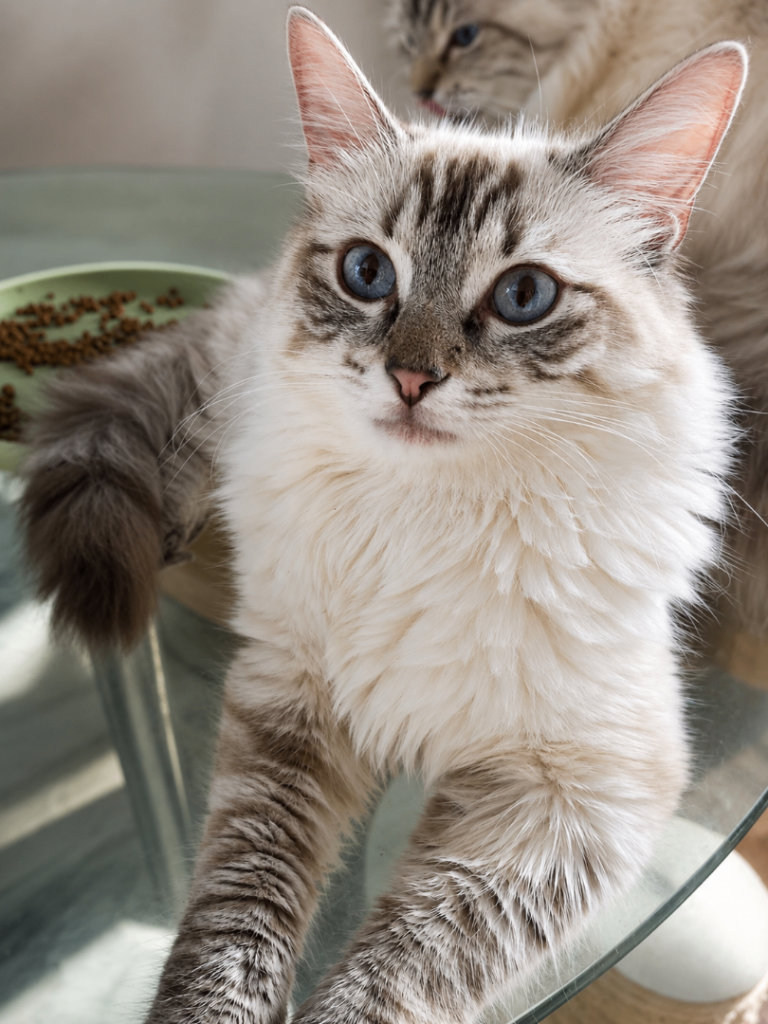 Lynx Tica Active Ragdoll Males 