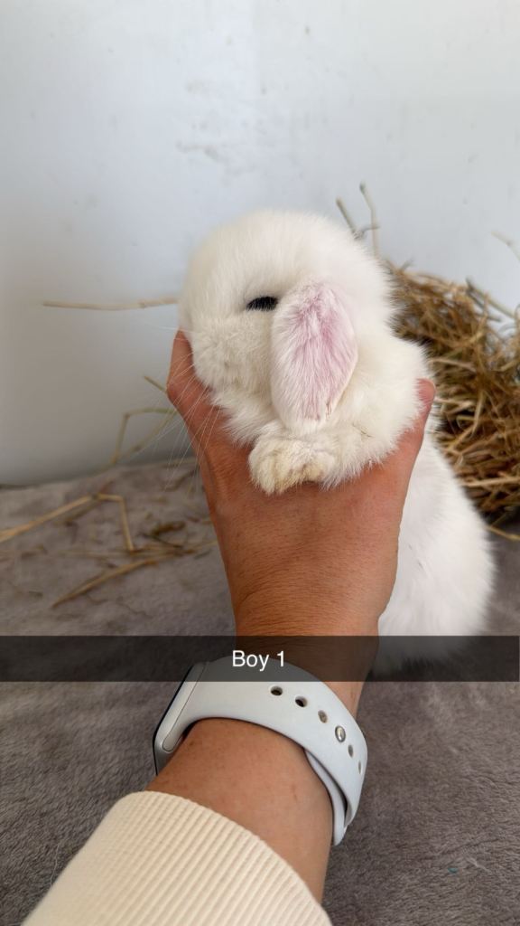 Pure breed mini lop rabbits to leave 