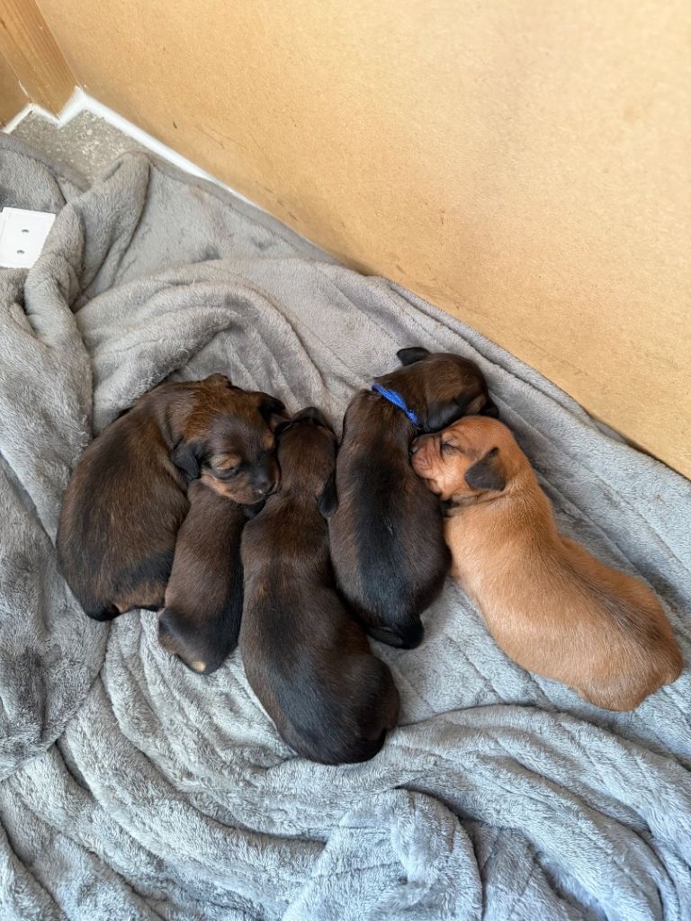 Miniature dachshund puppies for sale