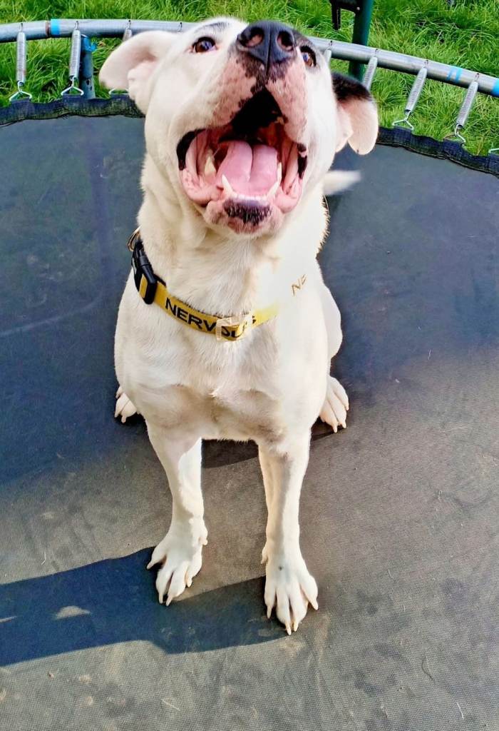 2 lovely dog's for sale 