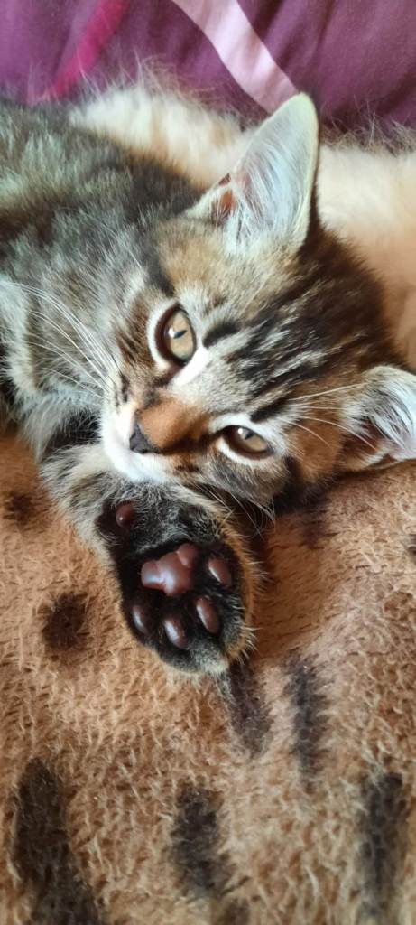 3 Vaccinated Male Egyptian Mau x Persian Kitens ready for new home