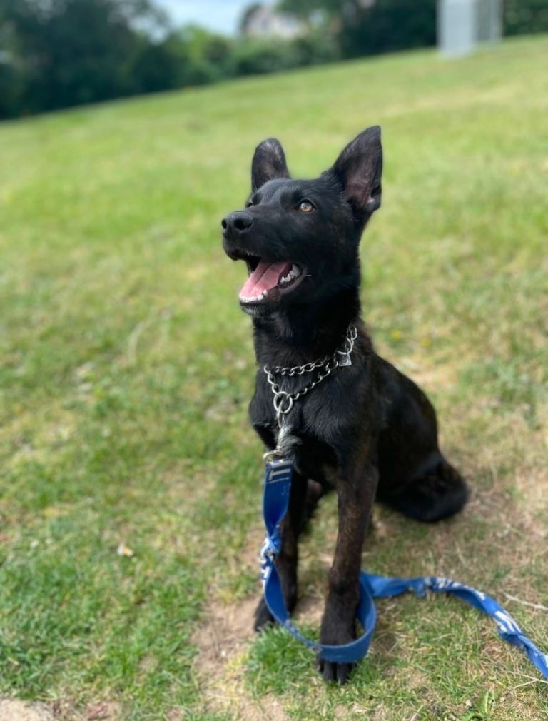 Male Dutch Herder Puppy