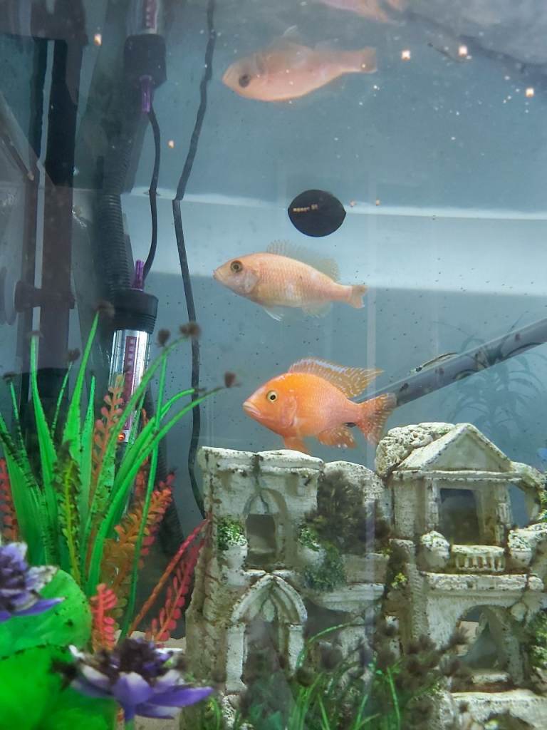 Cichlid Fish