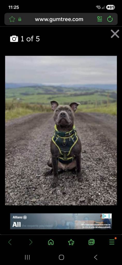 Blue Staffordshire bull terrier for sale 