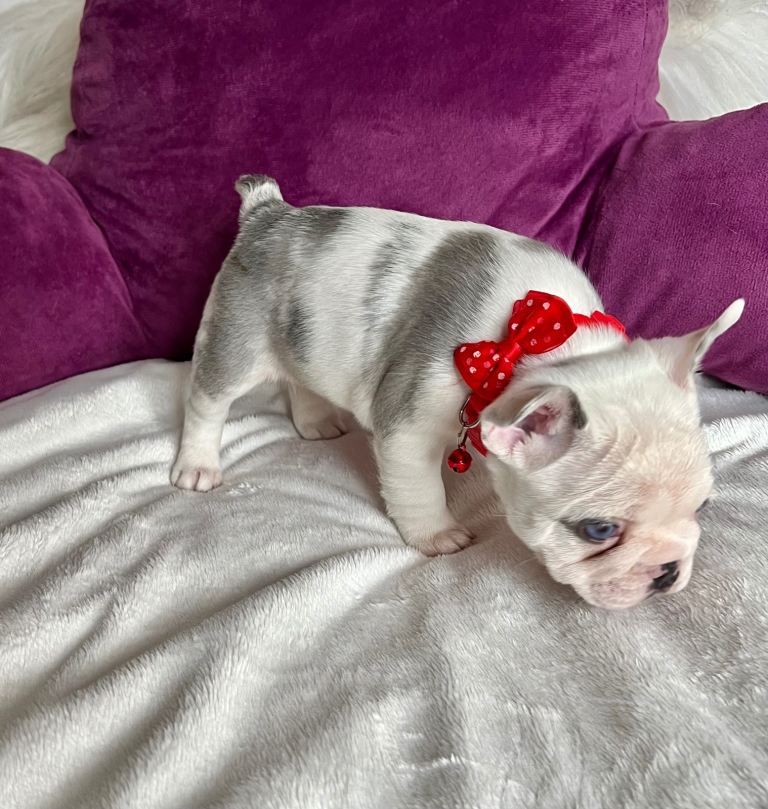 BEAUTIFUL FRENCH BULLDOG PUPPIES