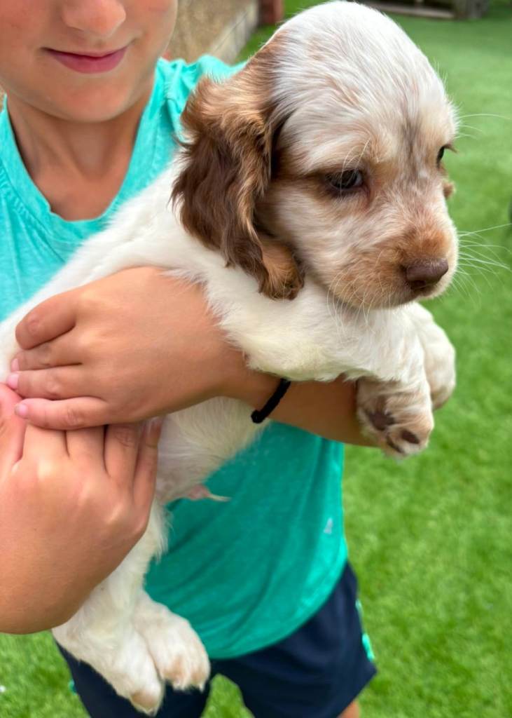 Cocker spaniel 