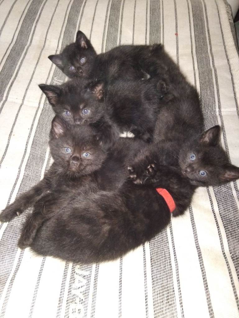 3 kittens looking for loving homes 