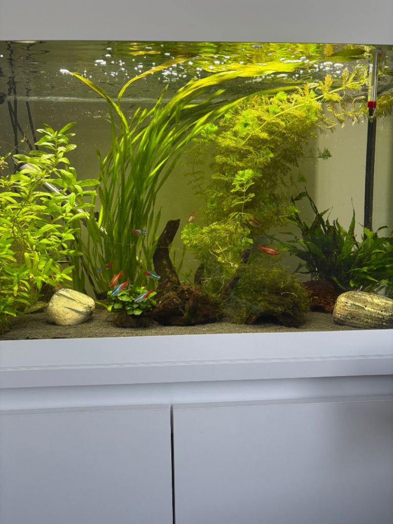 Tropical aquarium set up 
