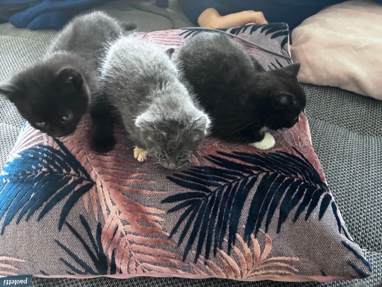 4 beautiful kittens