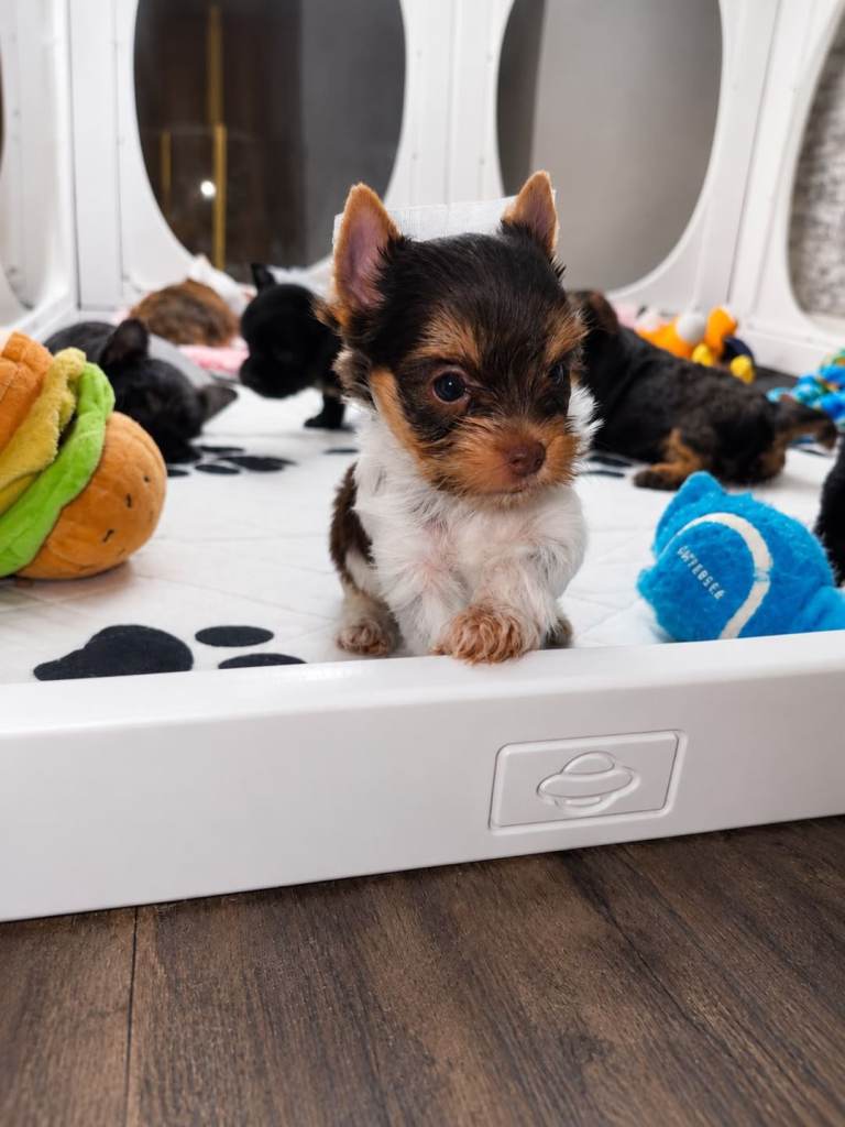 Beautiful merle Yorkshire terrier 