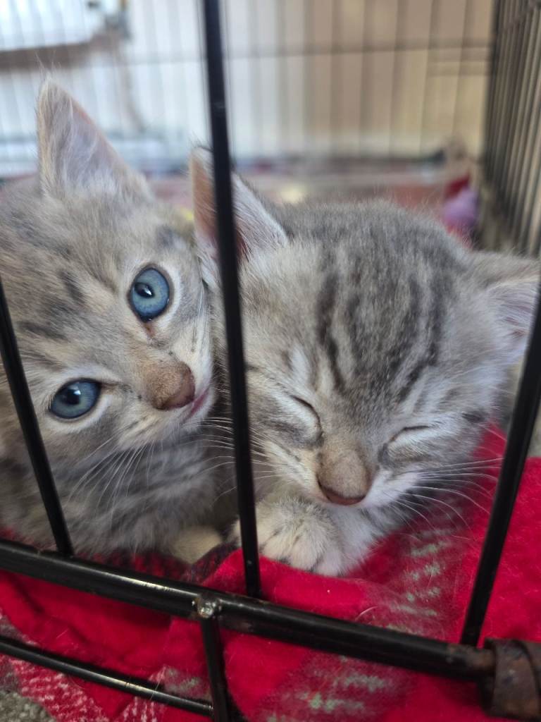 Half Bengal Kittchen 