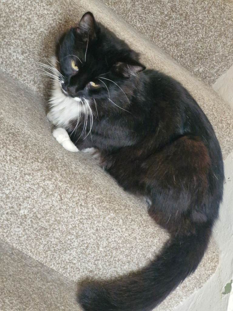 Rescue Cats looking for good forever homes