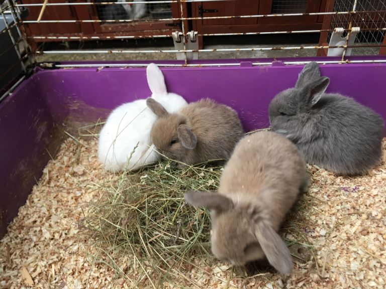 Beautiful pure bred mini lops for sale 