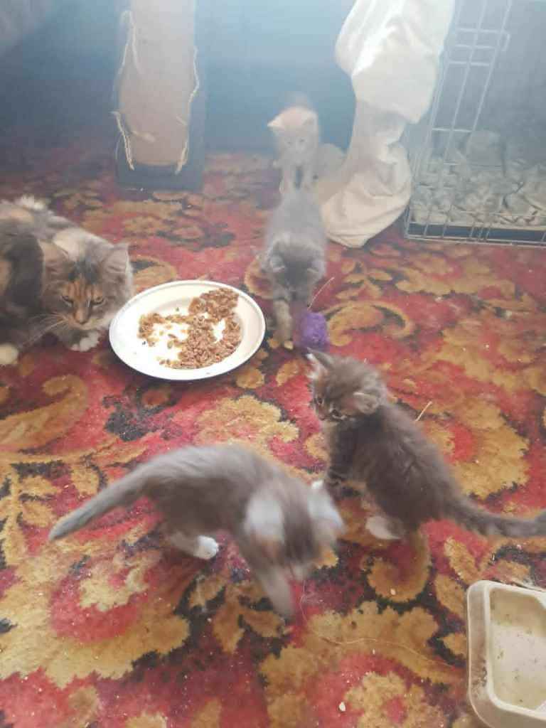 Maine Coon Kittens 2 Boys