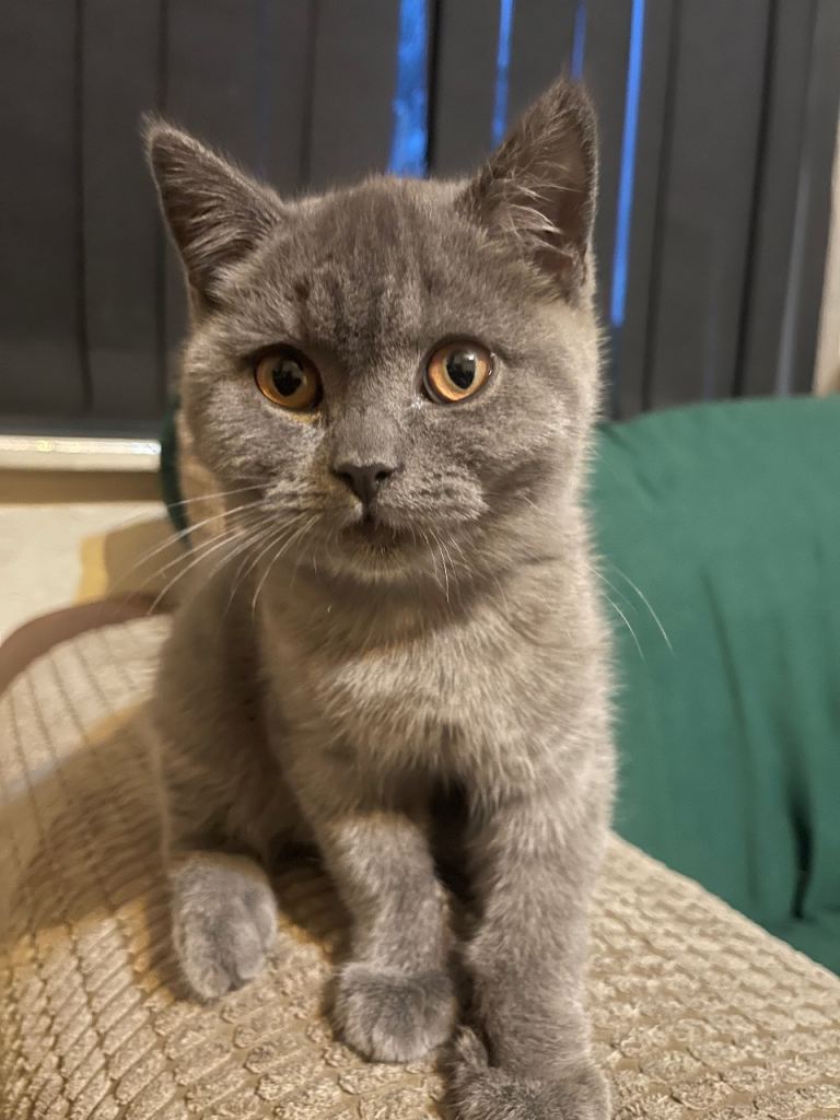 High quality British short hair kitten - Maya