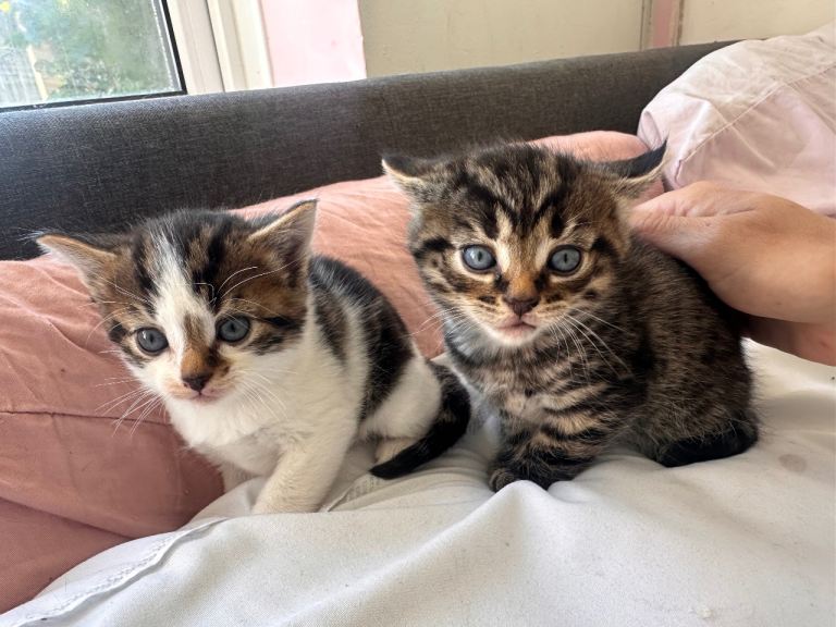 5 kittens 