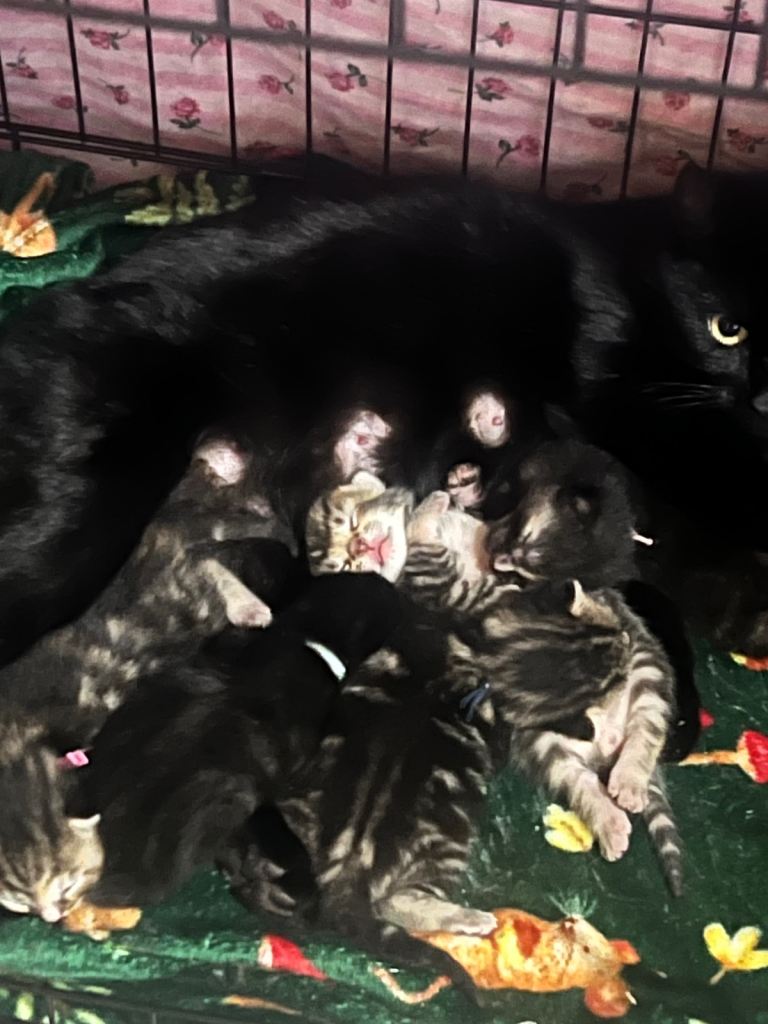 2 boy kittens for sale 