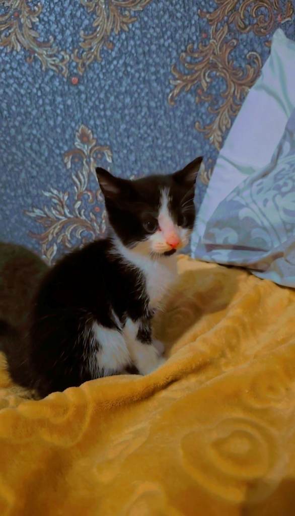 4 Gorgeous kittens 🤩✨️