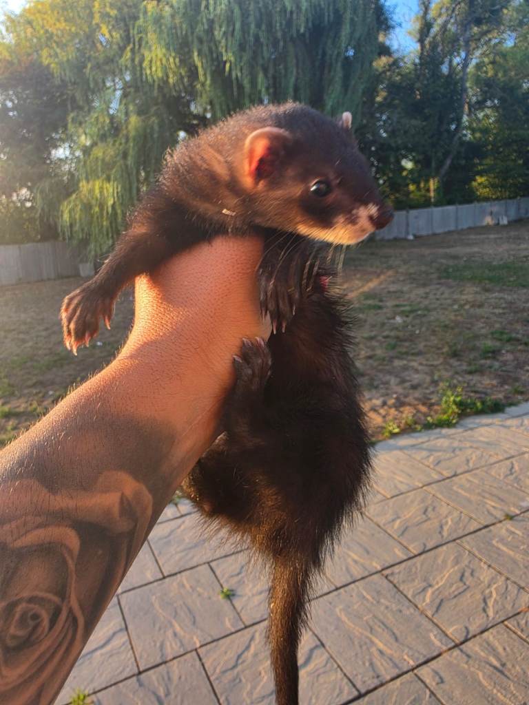 Ferrets 