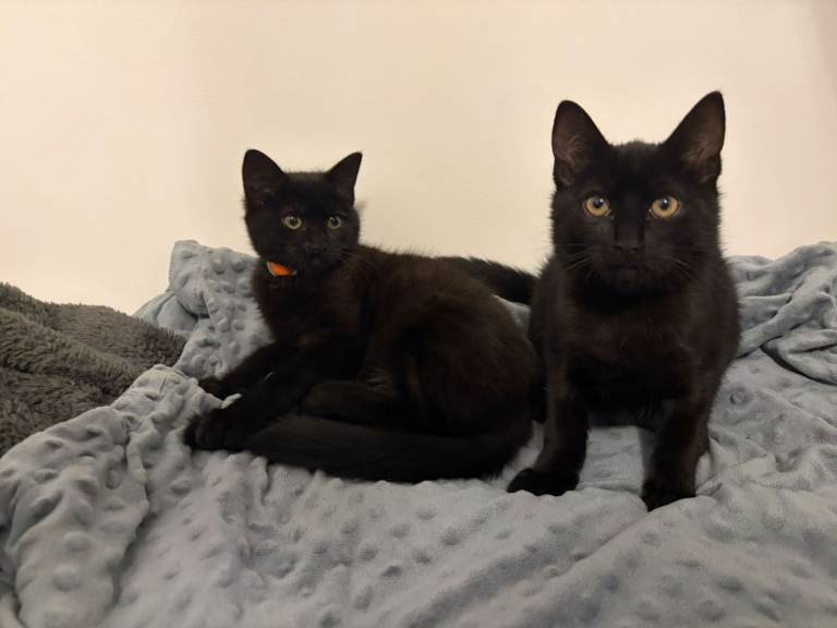 Kittens for sale  1 male 1 female 