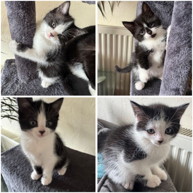 3 Black n White Kittens