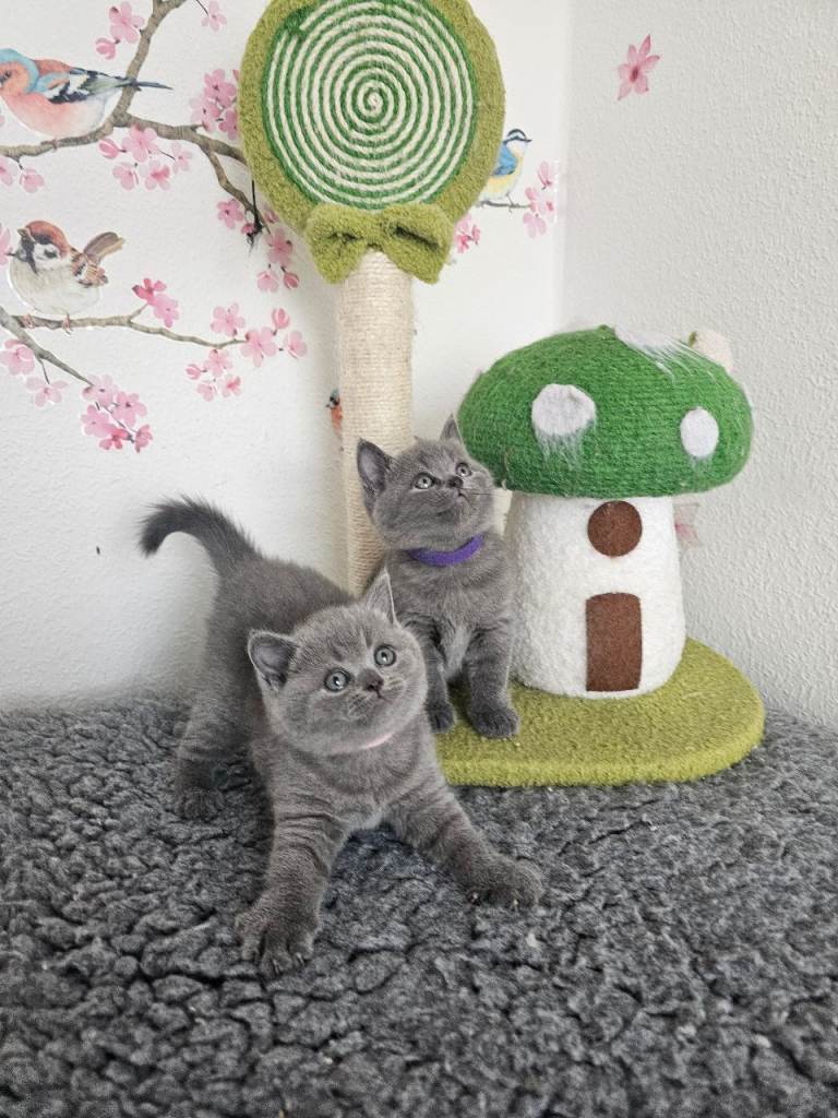 British shorthair kittens 