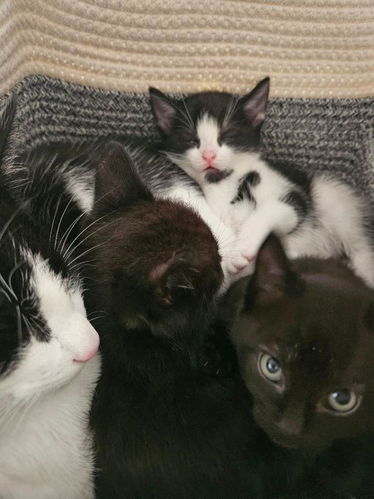 Maine coon cross kittens for sale