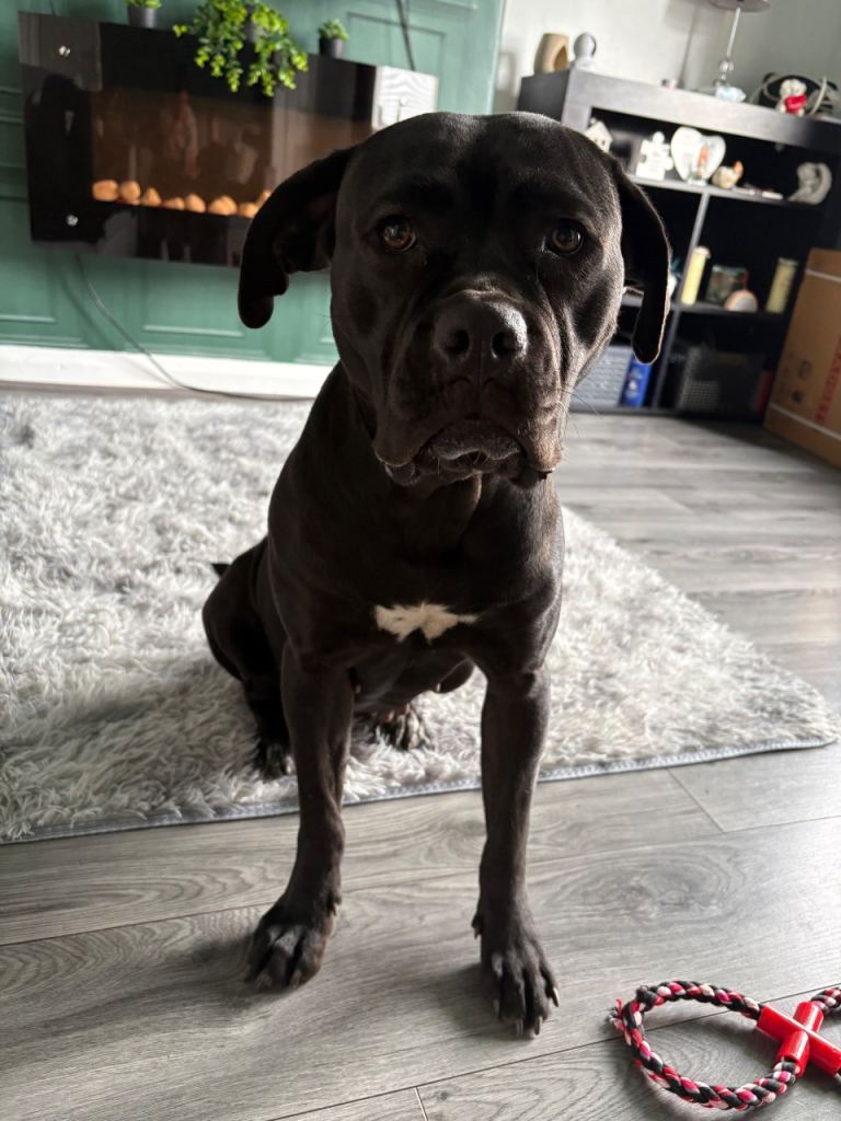 Cane corso cross 