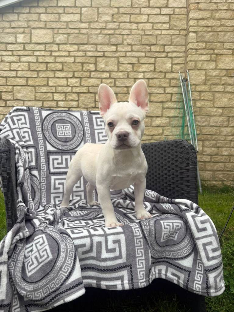 French bulldog Boy pup. 