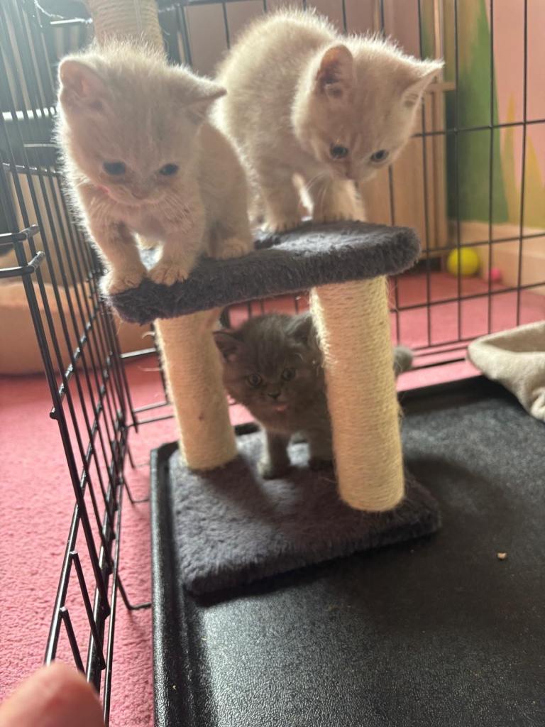 British Shorthair Kittens for sale