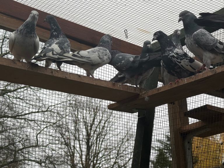 Pakistani high flyers for sale 