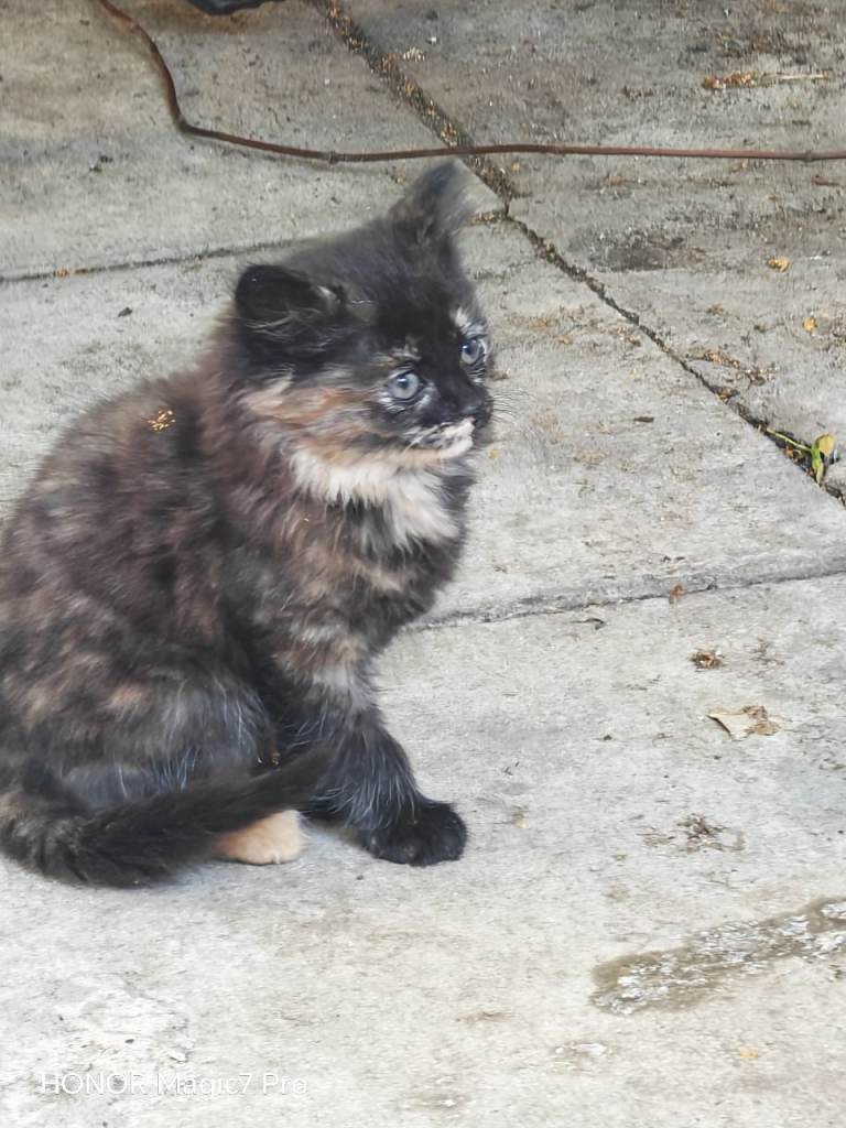 8 week old Kitten