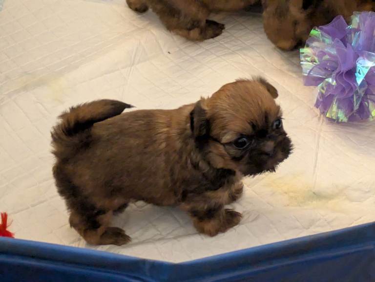2 Shih Tzu puppies 