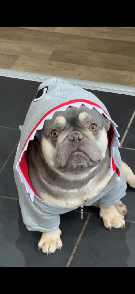 French bulldog looking for forever home