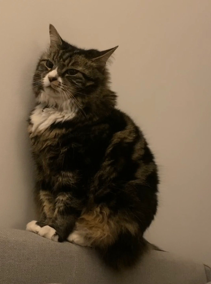 Norwegian Forest Cat 