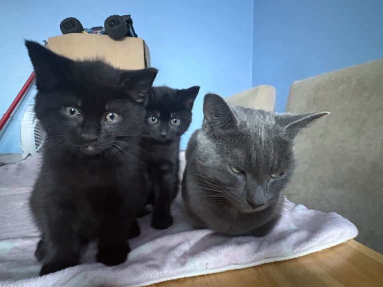 2 black kittens and mum for sale