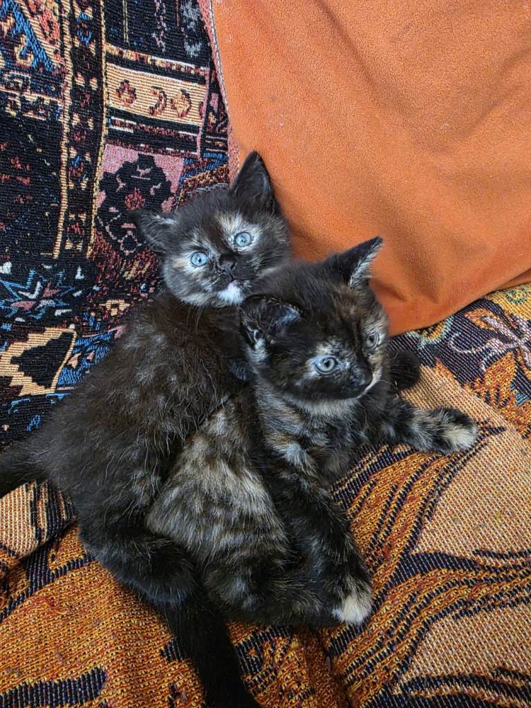 Cats Female x2 tortoise shell