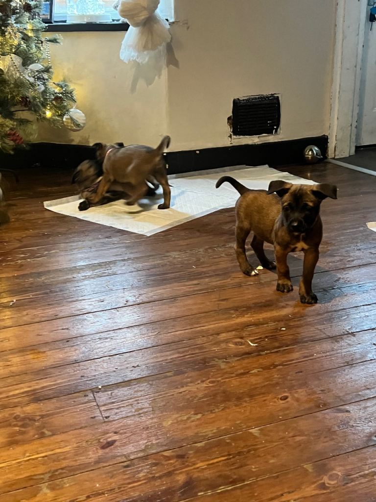 Belgium Mali x shepherd 