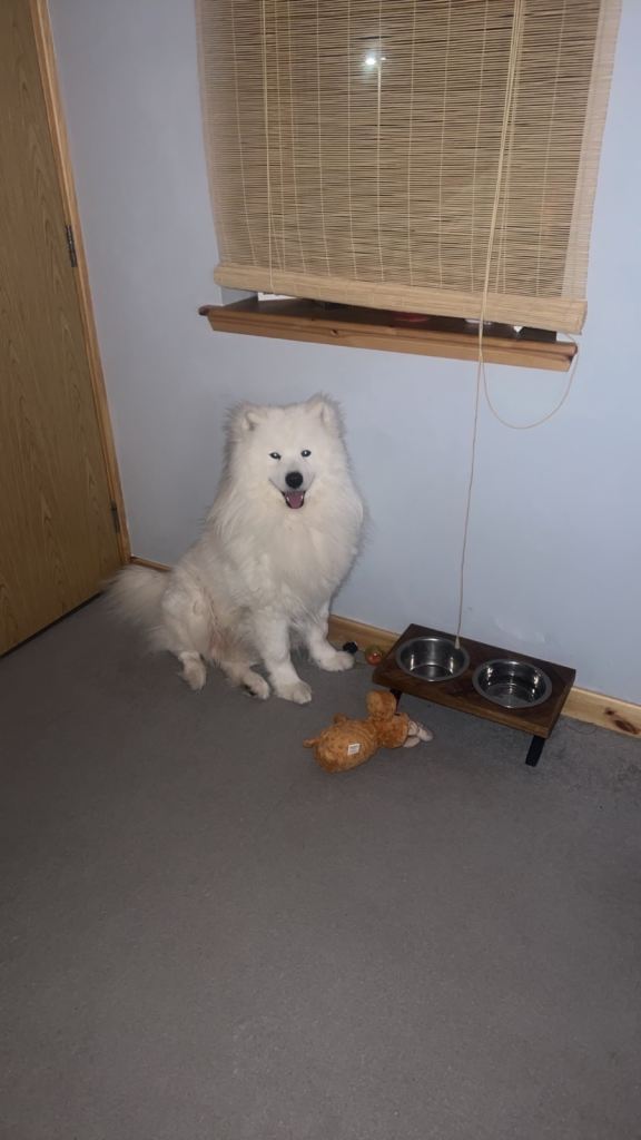 Samoyed Male