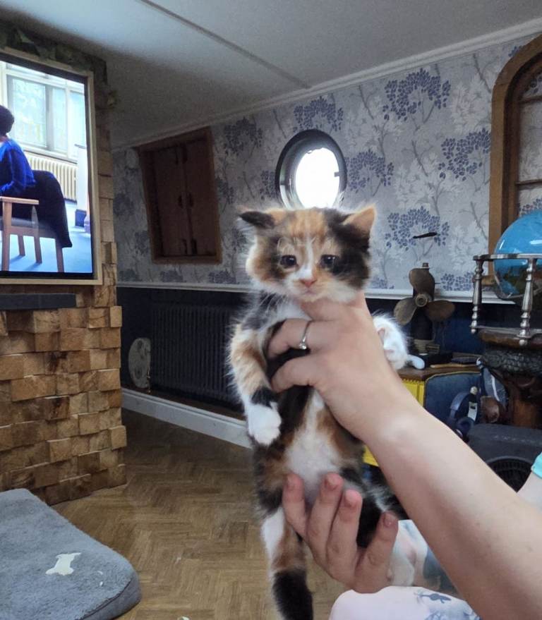 Kittens for sale