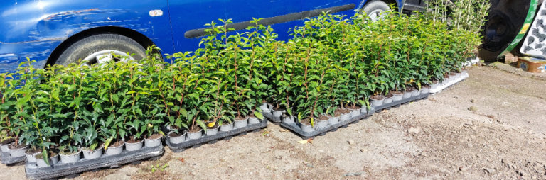 Portuguese Laurel Hedging 