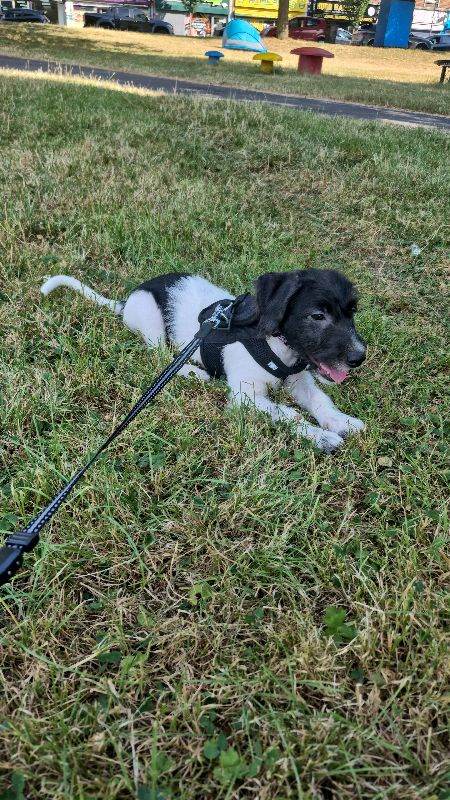 16 weeks puppy